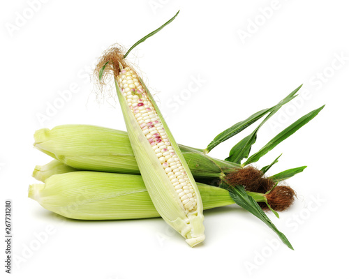 Corn on white background 