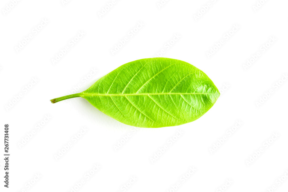 Obraz premium green leaf isolated on white background