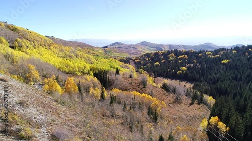 Aerial flying shot above mountains with yellow aspens and green pines photo