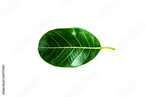 green leaf isolated on white background