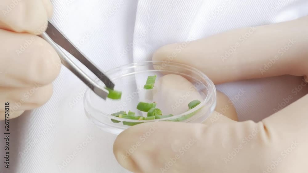 pieces of aloe on a petri dish, laboratory, tweezers pieces of aloe on a petri dish, laboratory, tweezers