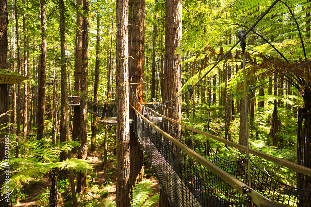 Obraz premium Treewalk through Forest of Tree Ferns and Giant Redwoods in Whakarewarewa Forest near Rotorua, New Zealand