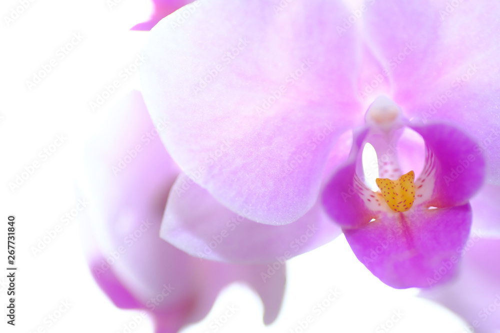 Fototapeta premium orchid on white background