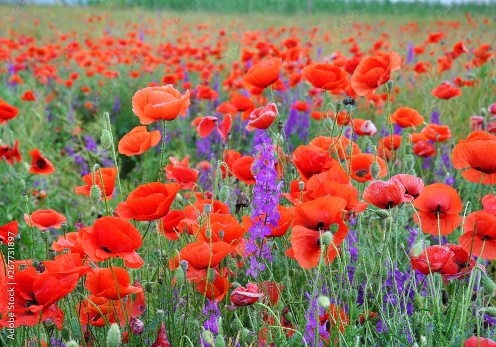 Obraz premium Red poppies on a green field on a sunny day. Spring field of poppies. Red and purple flowers.