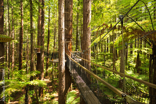 Treewalk through Forest of Tree Ferns and Giant Redwoods in Whakarewarewa Forest near Rotorua, New Zealand