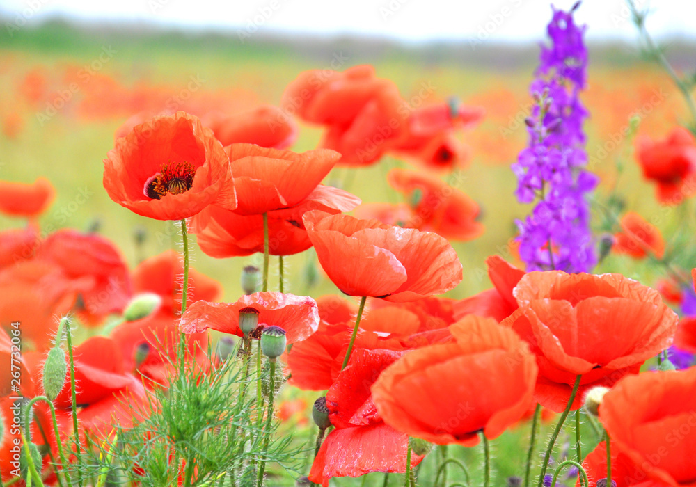 Naklejka premium Red poppies on a green field on a sunny day. Spring field of poppies. Red and purple flowers.