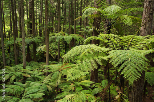 Forest of Tree Ferns and Giant Redwoods in Whakarewarewa Forest near Rotorua, New Zealand