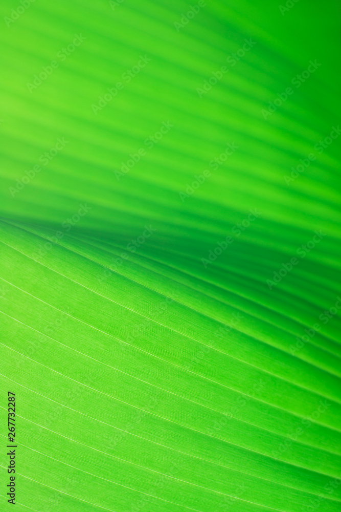 Macro photo of fresh banana's green leaf. Macro photo of fresh banana's green leaf.