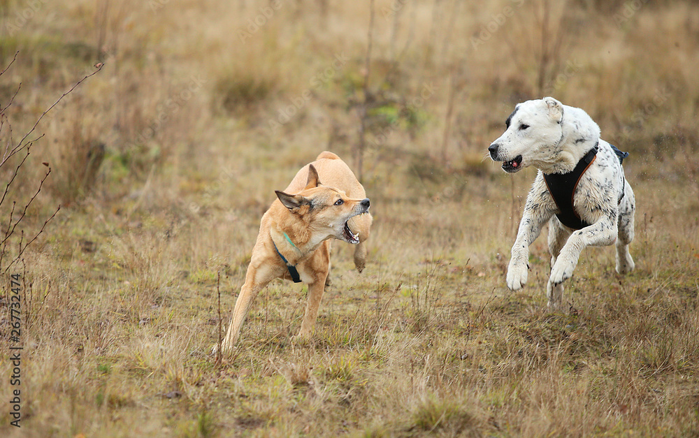 Two dogs running at camera. Mongrel and Central Asian Shepherd Dog outdoor Two dogs running at camera. Mongrel and Central Asian Shepherd Dog outdoor