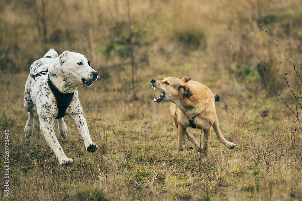 Two dogs running at camera. Mongrel and Central Asian Shepherd Dog outdoor Two dogs running at camera. Mongrel and Central Asian Shepherd Dog outdoor