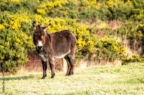 Donkey standing in a field of green grass in Ireland