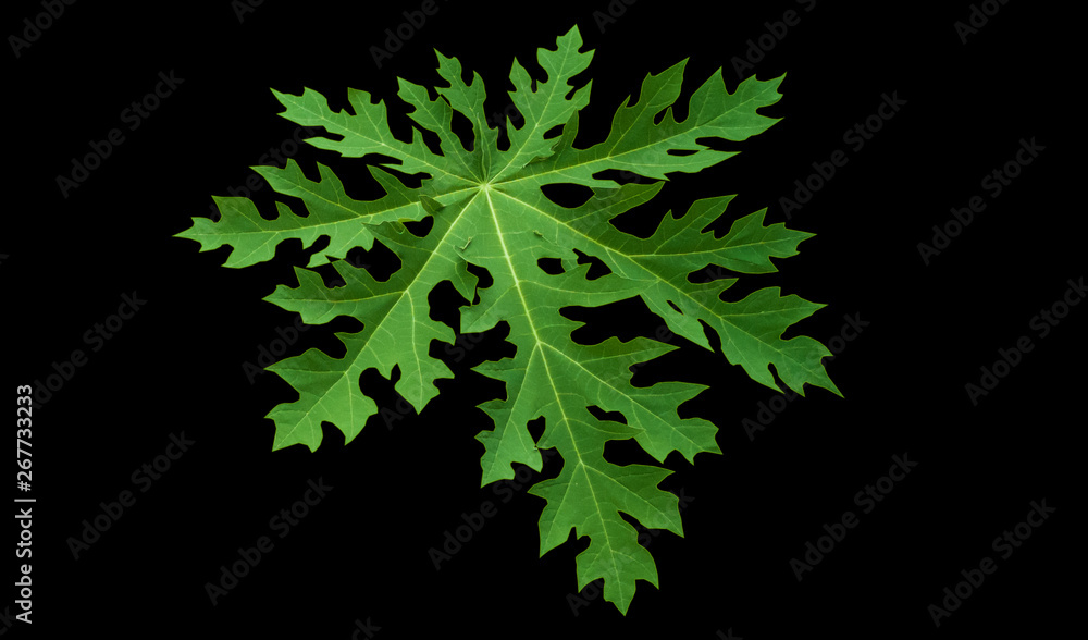 Papaya leaves on black background. This has clipping path. Papaya leaves on black background. This has clipping path.
