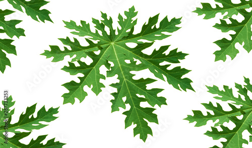 Papaya leaves on white background. This has clipping path.