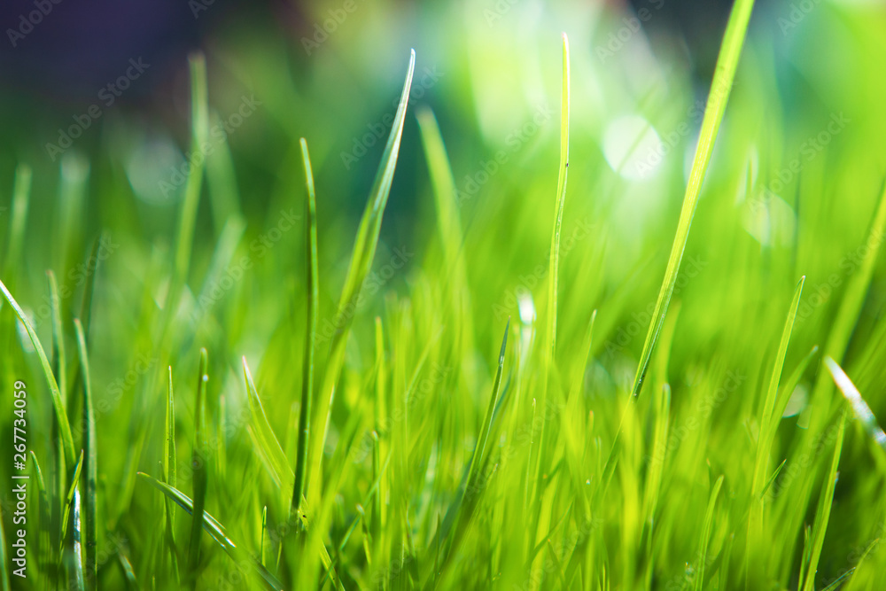 Fototapeta premium Green grass background. Summer background. Fresh morning nature