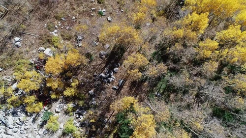 Aerial flying shot above yellow aspens and green pines in mountains photo