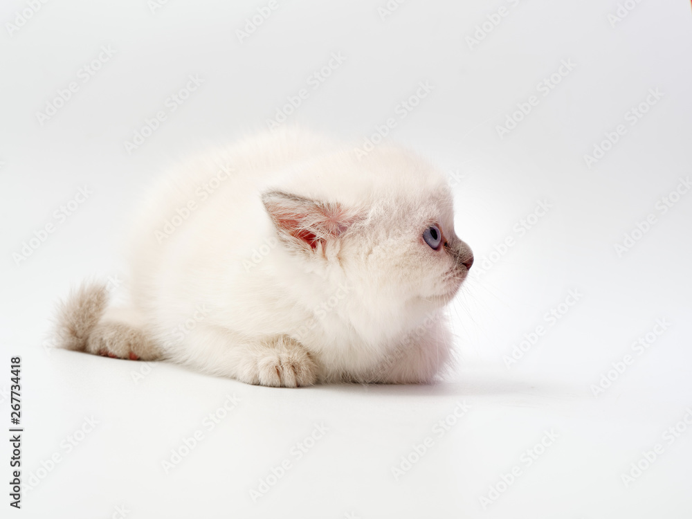 little funny kittens on a white background little funny kittens on a white background