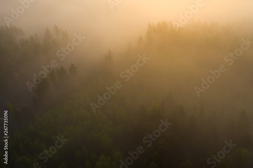 Foggy forest in sunlight aerial view. Misty Forest nature landscape at sunrise top view