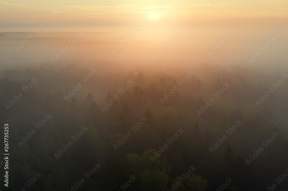 Bright sunrise over foggy forest. Misty forest in sunlight aerial view. Top view of mist in forest in sunshine