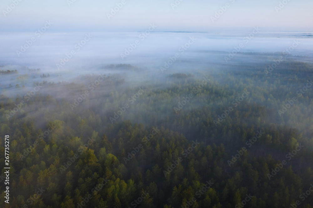 Misty forest landscape aerial view. Fog in pine forest. Nature background. Foggy forest from above Misty forest landscape aerial view. Fog in pine forest. Nature background. Foggy forest from above
