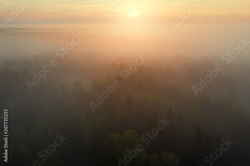Bright sunrise over foggy forest. Misty forest in sunlight aerial view. Top view of mist in forest in sunshine