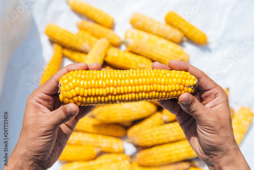 A corn cob in hands with corn background