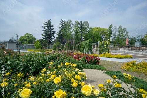 公園の薔薇と木々