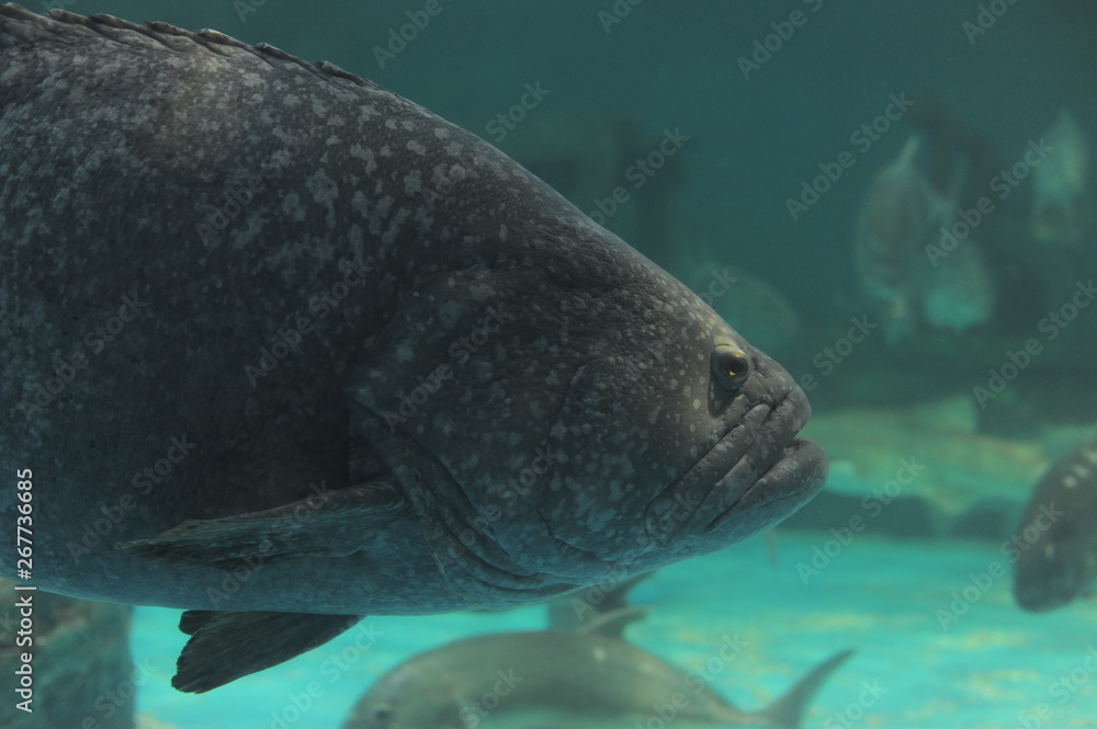 Fototapeta premium fish in aquarium