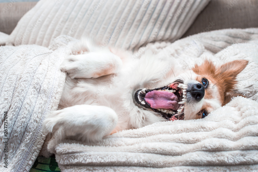 dog lies in bed under a blanket and yawns after sleep. Closeup portrait dog lies in bed under a blanket and yawns after sleep. Closeup portrait