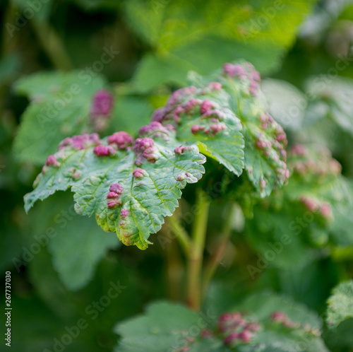 Cuadro en lienzo ill leaves of currant infected by gallic aphids