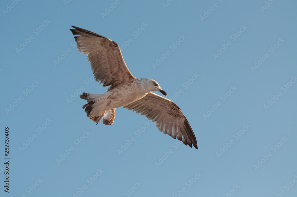 Obraz premium curious seagull looking at the camera