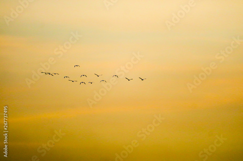 birds flying to home on sunset sky soft cloud