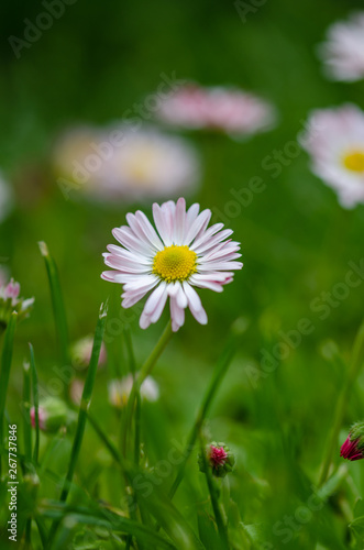 Fototapeta Naklejka Na Ścianę i Meble -  Daisy flower in grass (spring daisy)