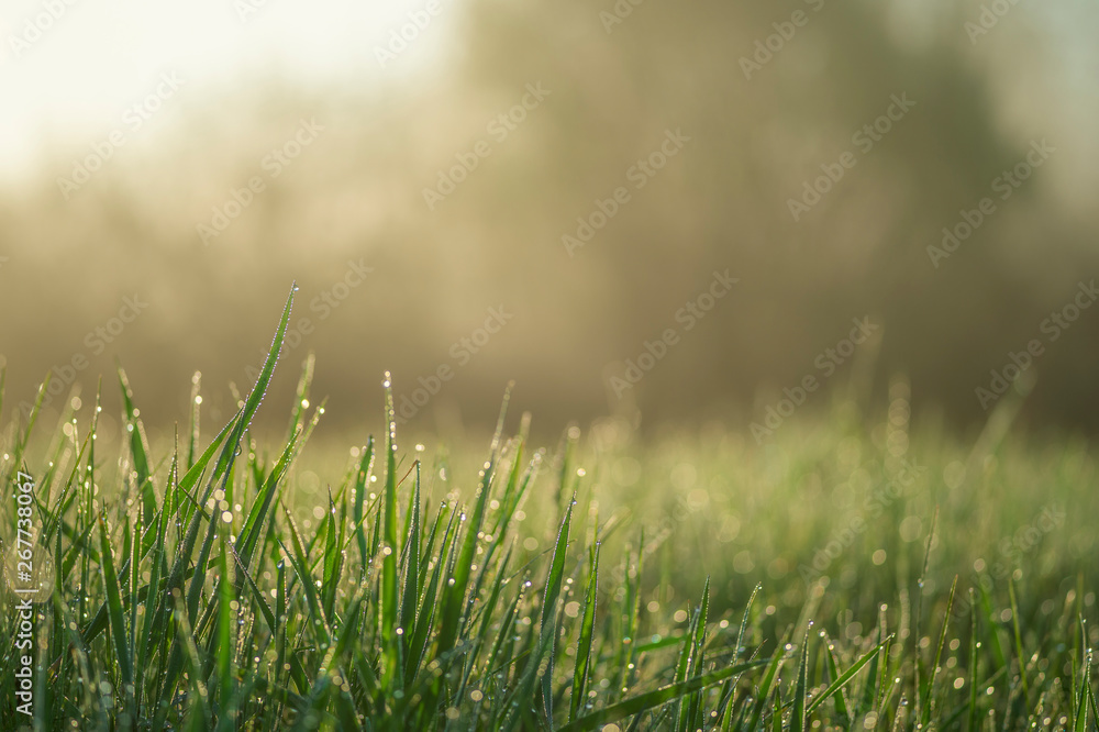 Green grass close-up with dew drops on the blurred green background of the meadow