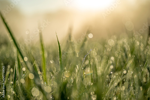 Fototapeta Naklejka Na Ścianę i Meble -  Green blade of grass close-up with dew drops.