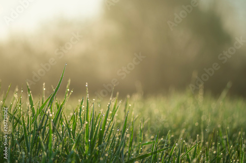 Green grass close-up with dew drops on the blurred green background of the meadow