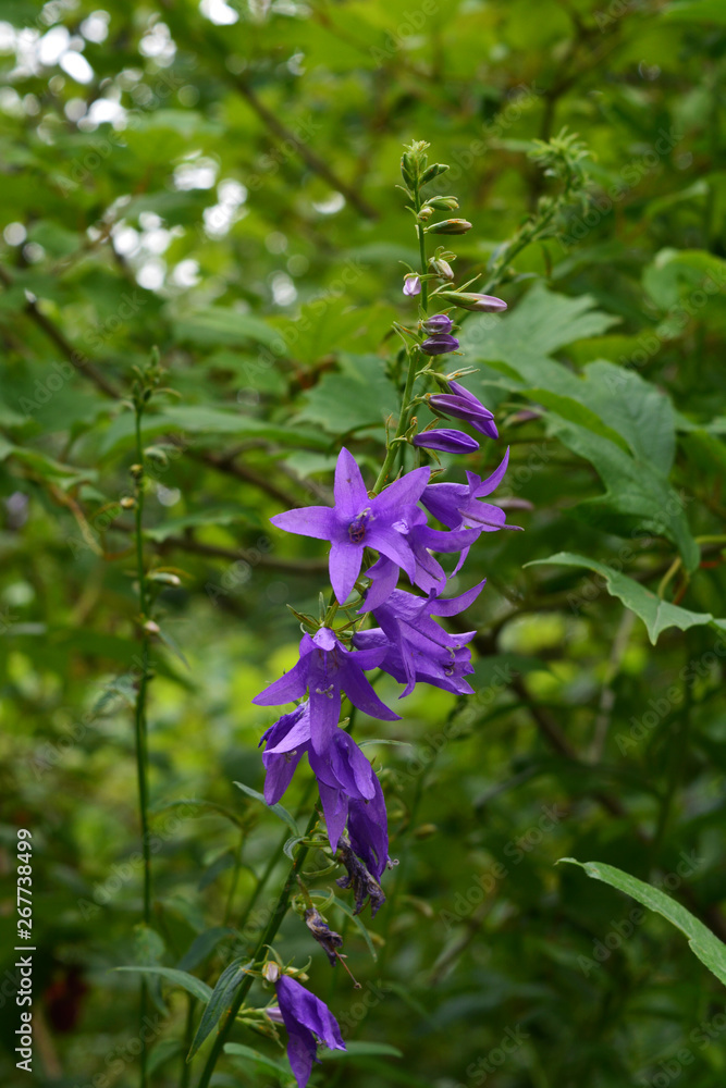 Violet bellflower on blurred background of green foliage. Summer garden. Violet bellflower on blurred background of green foliage. Summer garden.