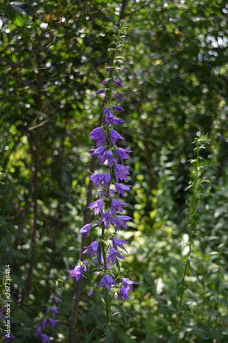 Violet bellflower in the garden by midsummer.