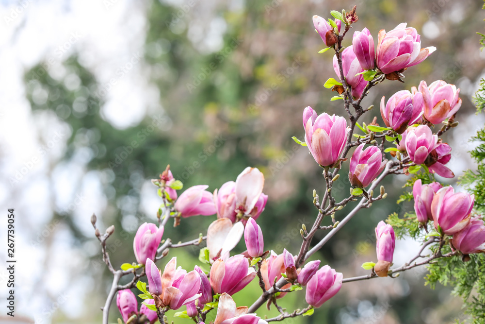 Beautiful blossoming magnolia tree outdoors Beautiful blossoming magnolia tree outdoors