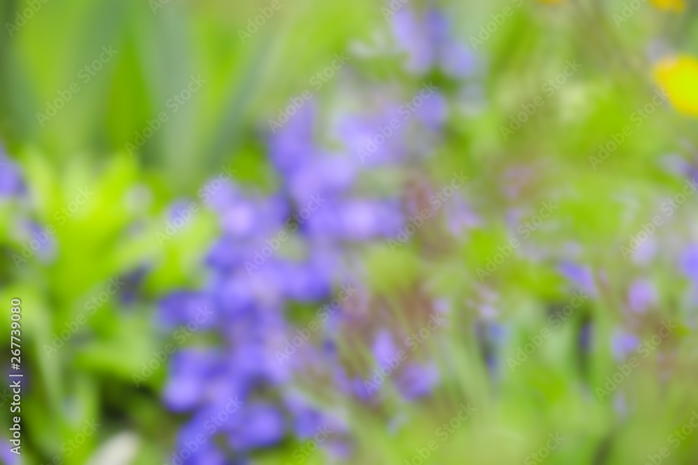 Obraz premium Beautiful flowers outdoors, blurred view