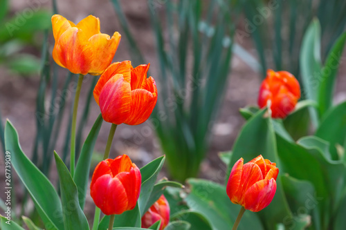 Beautiful tulip flowers outdoors on spring day