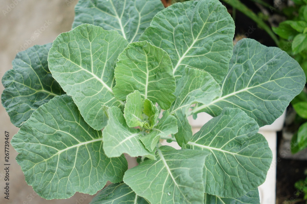 vegetable vegetable