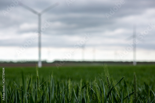 grass and sky