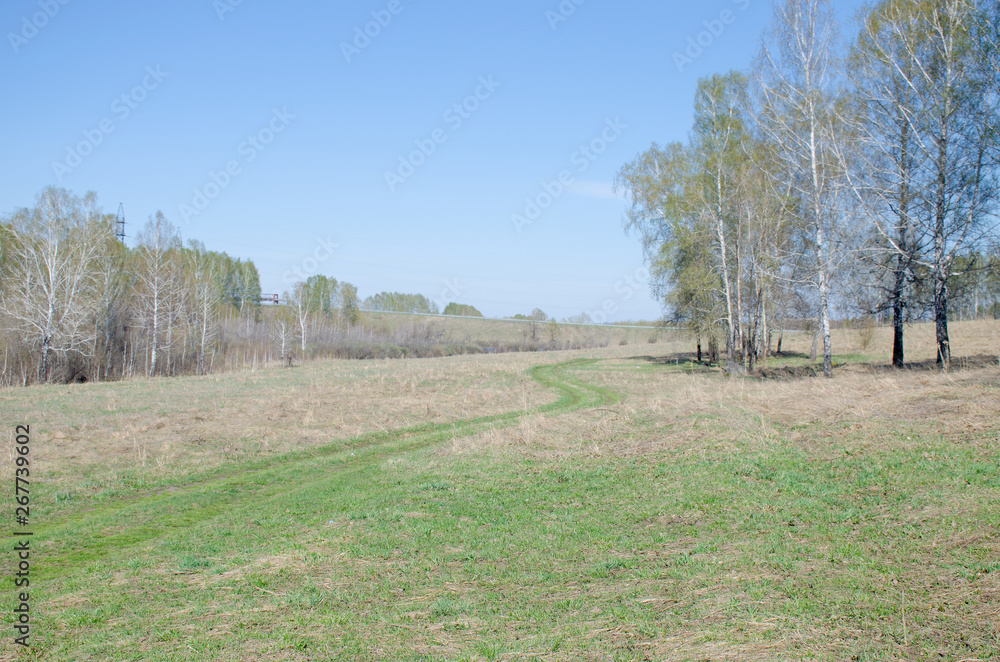 Spring a landscape the green wood in Sibir in May