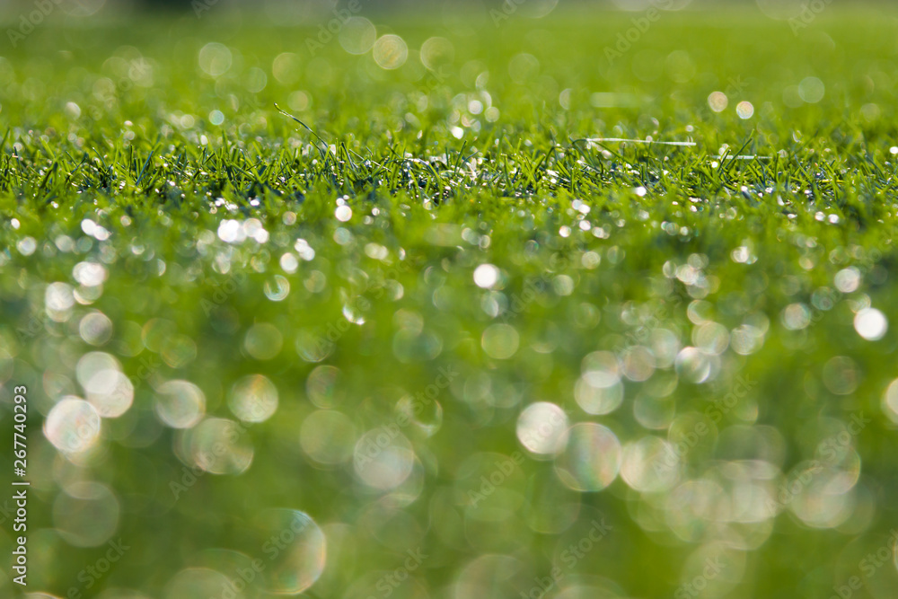 Bokeh green grass nature