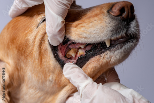 dental disease in a dog, dental stone