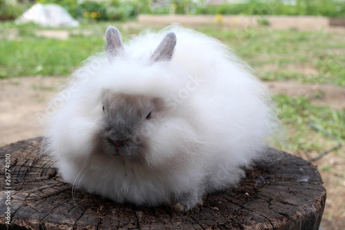 Little funny fluffy Bunny sitting grey and brown small beautiful