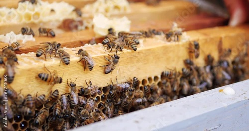 Frames of a bee hive. Beekeeper harvesting honey. Beekeeper Inspecting Bee Hive.
