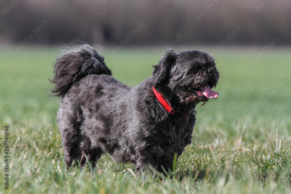 Dog stands on a meadow Dog stands on a meadow