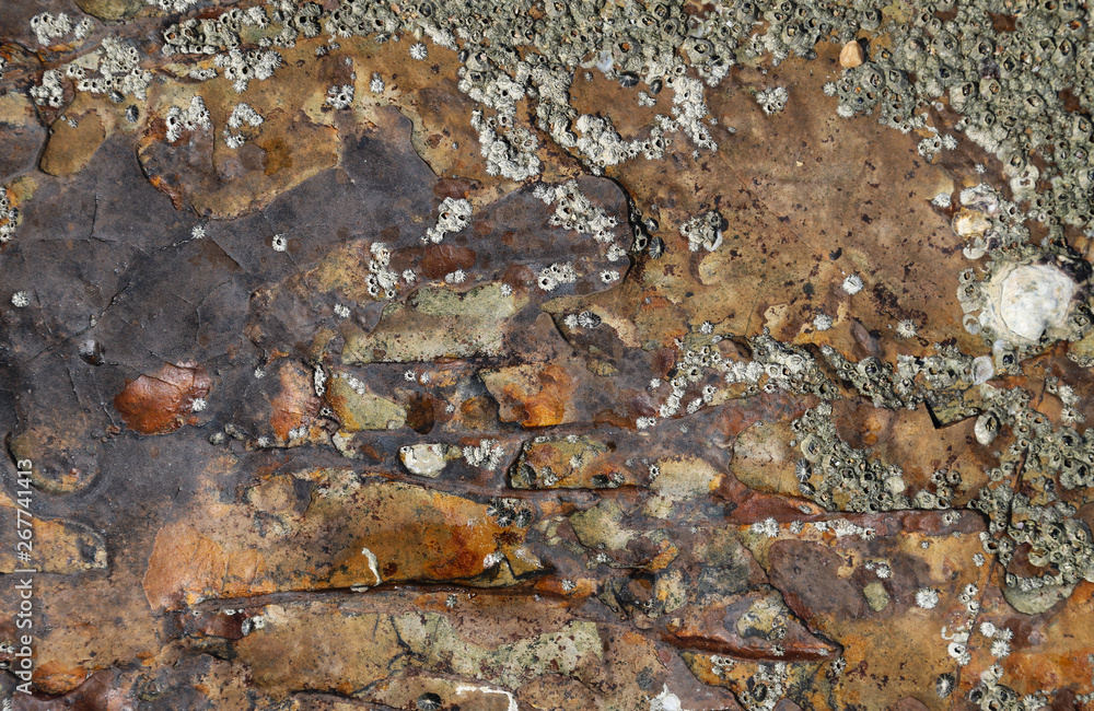 Closeup of ancient iron rock surface with barnacles. The nature of earth. Closeup of ancient iron rock surface with barnacles. The nature of earth.