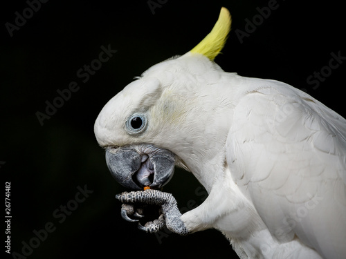 Cockatoo white on a black background.